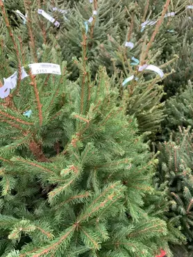 Kerstboom Abies in pot 125-150cm