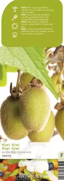 Kiwi plant Actinidia  Jenny 