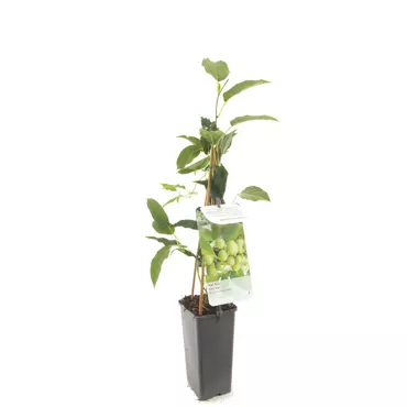 Kiwi plant Actinidia arguta Issai - zelfbestuivende mini kiwi