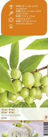 Kiwi plant Actinidia arguta Issai