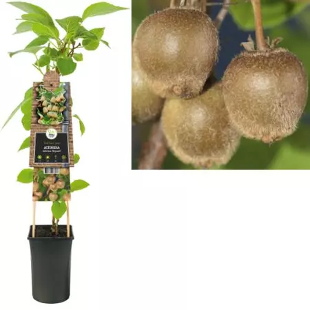 Klimplant Actinidia deliciosa Hayward - Vrouwlijke Kiwi