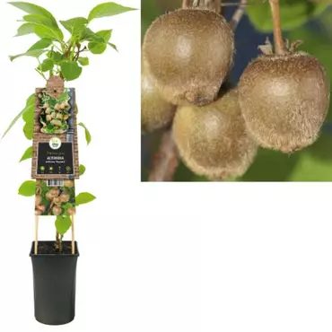 Klimplant Actinidia deliciosa Hayward - Vrouwlijke Kiwi