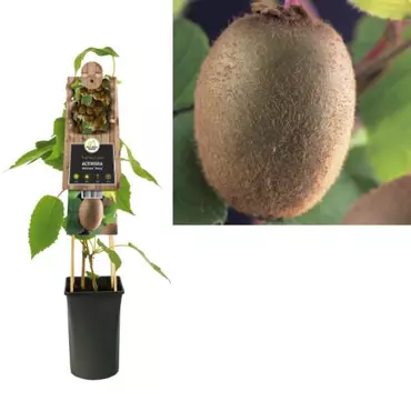 Klimplant Actinidiadeliciosa Jenny - Zelfbestuivende Kiwi