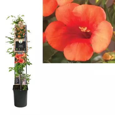 Klimplant Campsis Madame Galen - Oranje Trompetbloem 120 cm