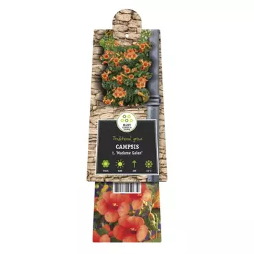 Klimplant Oranje Trompetbloem