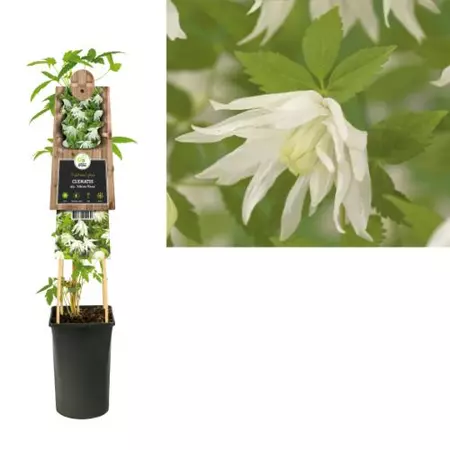 Klimplant Clematis Albina Plena - Witte Bosrank