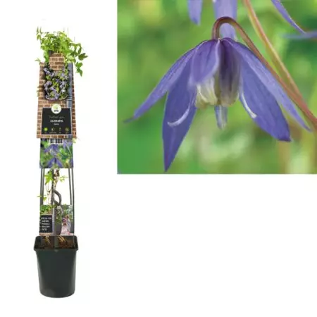 Klimplant Clematis alpina - Paarse Bosrank 120cm