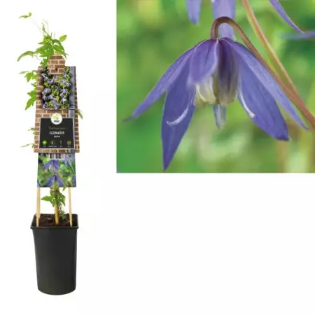 Klimplant Clematis Alpina - Paarse Bosrank