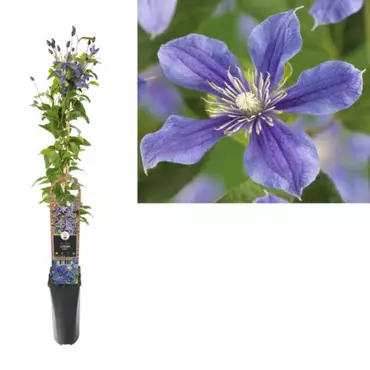 Klimplant Clematis Arabella - Blauwe Bosrank