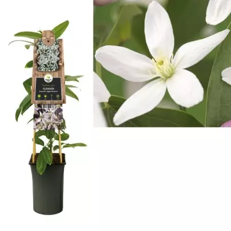 Klimplant Clematis Armandii  Apple Blossom - Roze Bosrank