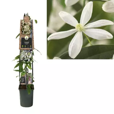 Klimplant Clematis armandii - Witte Bosrank 120cm
