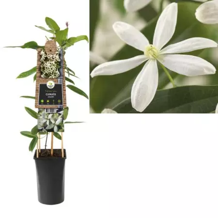 Klimplant Clematis Armandii - Witte Bosrank