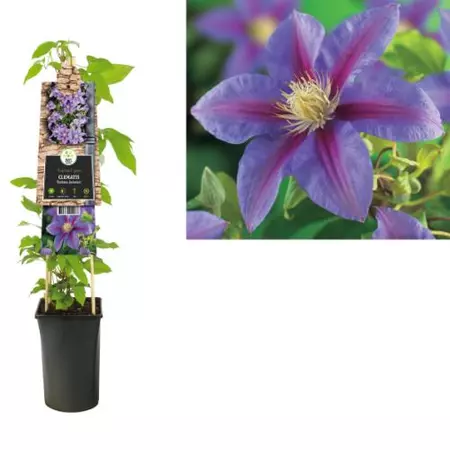 Klimplant Clematis Barbara Jackman - Paarse Bosrank