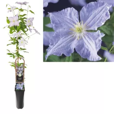 Klimplant Clematis Blue Angel - Lila Bosrank