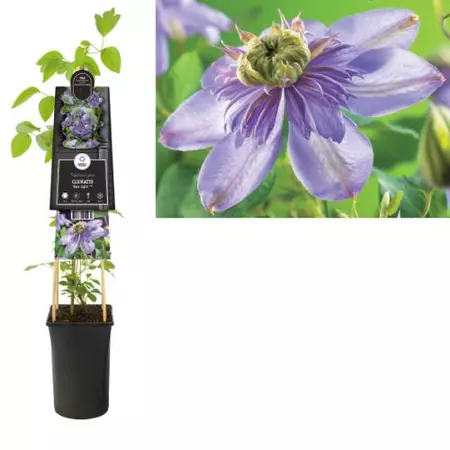 Klimplant Clematis Blue Light - Blauwe Bosrank