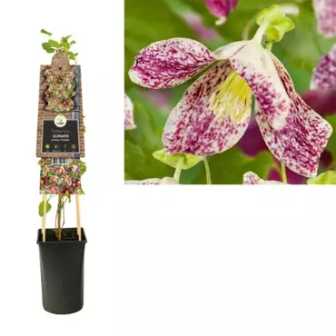 Klimplant Clematis Cirrhosa  Freckles - Paarse Bosrank