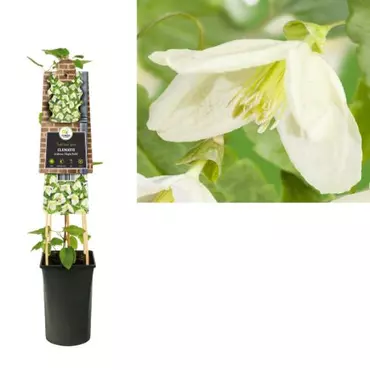 Klimplant Clematis Cirrhosa  Jingle Bells - Witte Bosrank