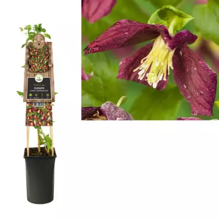 Klimplant Clematis Cirrhosa  Landsdowne - Rode Bosrank