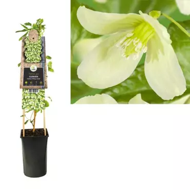 Klimplant Clematis Cirrhosa  Wisley Cream - Witte Bosrank