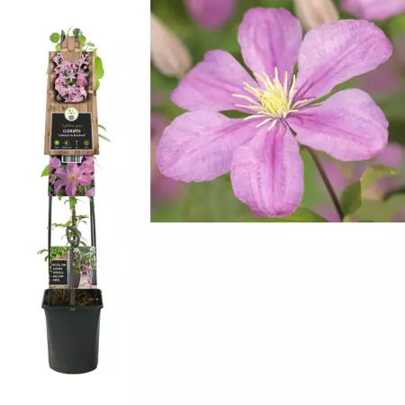 Klimplant Clematis Comtesse de Bouchaud - Roze Bosrank 120cm