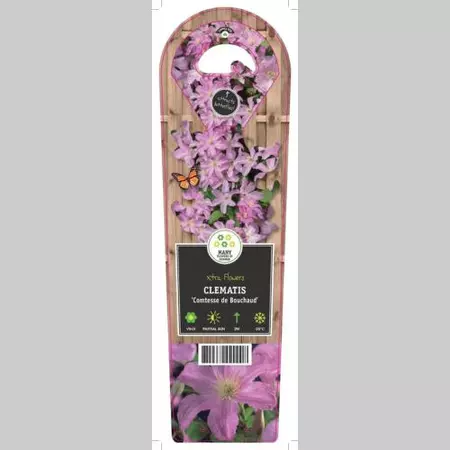 Klimplant Clematis Comtesse de Bouchaud 120cm