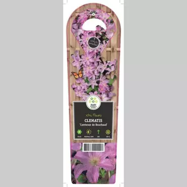 Klimplant Clematis Comtesse de Bouchaud 120cm