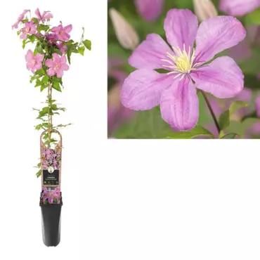 Klimplant Clematis Comtesse de Bouchaud  - Roze Bosrank