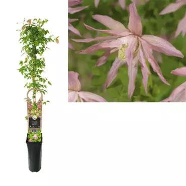 Klimplant Clematis Country Rose - Roze Bosrank