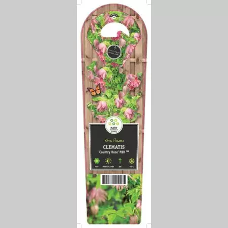 Klimplant Clematis Country Rose