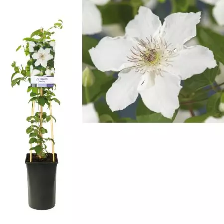 Klimplant Clematis Destiny - Witte Bosrank