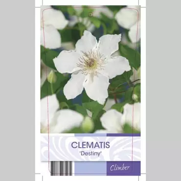 Klimplant Clematis Destiny 