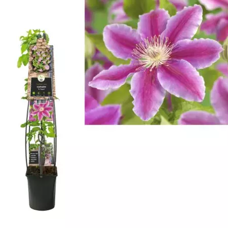 Klimplant Clematis Dr. Ruppel - Roze Bosrank 120cm