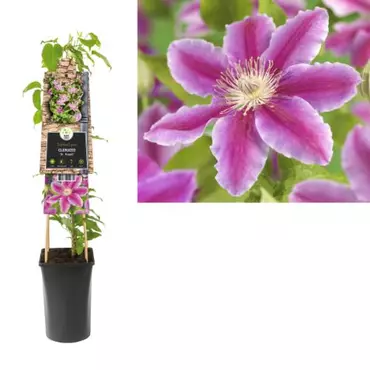 Klimplant Clematis Dr. Ruppel  