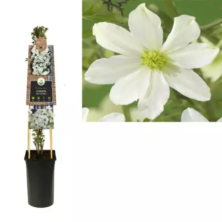 Klimplant Clematis Early Sensation - Witte Bosrank