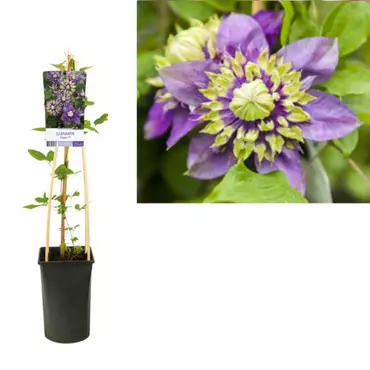 Klimplant Clematis florida  Taiga - Paarse Bosrank