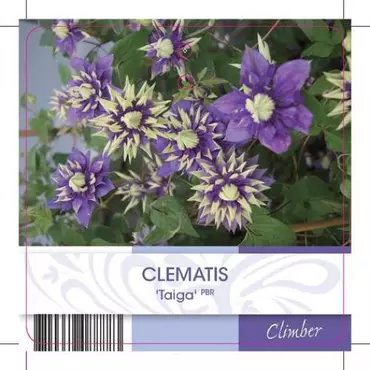 Klimplant Clematis florida  Taiga