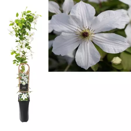Klimplant Clematis Forever Friends - Witte Bosrank