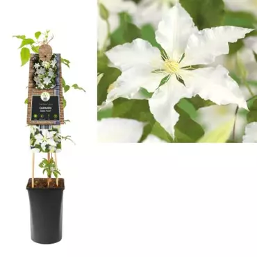 Klimplant Clematis Gladys Picard  - Witte Bosrank - afbeelding 1