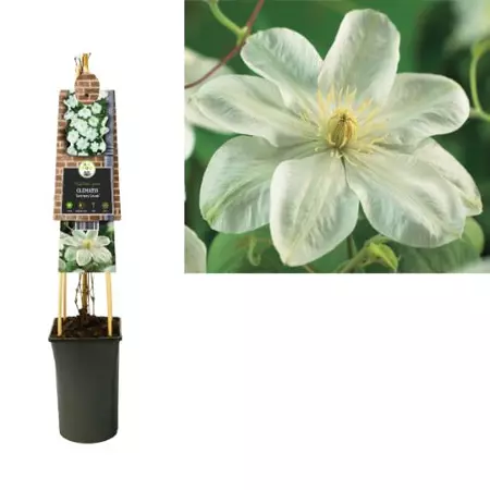 Klimplant Clematis Guernsey Cream  - Witte Bosrank