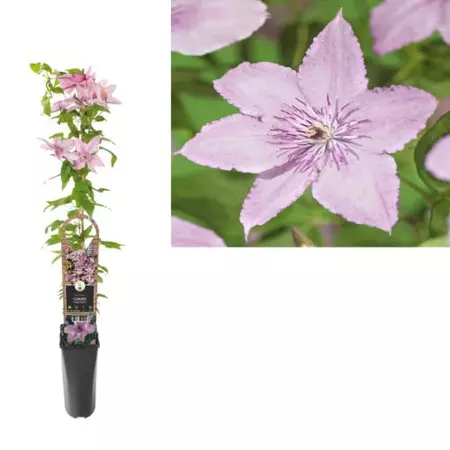 Klimplant Clematis Hagley Hybrid  - Roze Bosrank