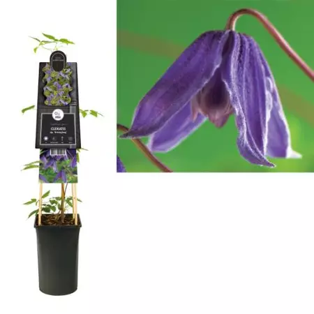 Klimplant Clematis Helsingborg - Paarse Bosrank