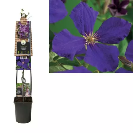 Klimplant Clematis Jackmanii - Paarse Bosrank 120cm