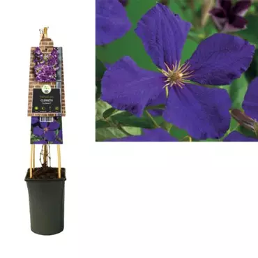 Klimplant Clematis Jackmanii  - Paarse Bosrank