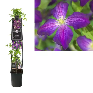 Klimplant Clematis Jackmanii Purpurea - Paarse Bosrank 120cm