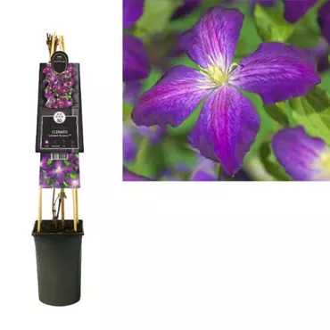 Klimplant Clematis Jackmanii Purpurea - Paarse Bosrank