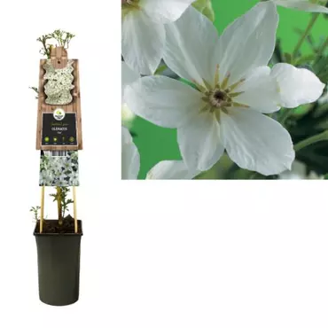 Klimplant Clematis Joe - Witte Bosrank