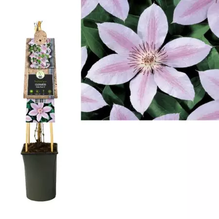 Klimplant Clematis John Paul II  - Roze Bosrank