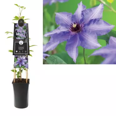 Klimplant Clematis Königskind  - Blauwe Bosrank