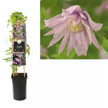 Klimplant Clematis macr.  Markham - Roze Bosrank - afbeelding 1