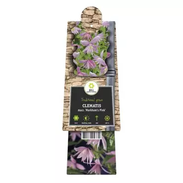 Klimplant Clematis macr.  Markham - Roze Bosrank - afbeelding 2